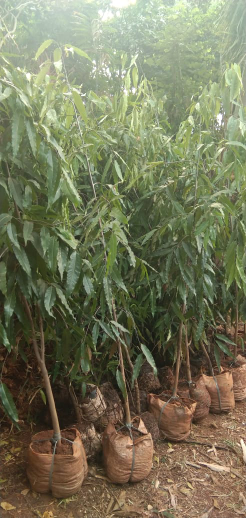 jual pohon glodokan tiang