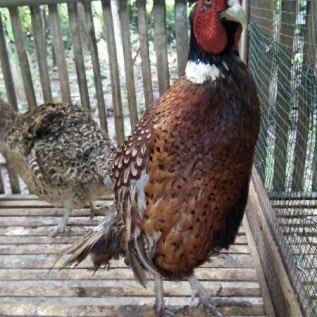  Jual Ayam Ring Neck Pheasent dari Bibit atau Anakan sampai Dewasa