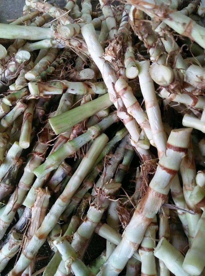 Bibit Rumput Odot 50 Batang