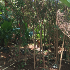 jual pohon bungur 