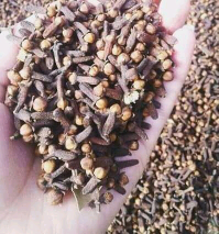 cengkeh sanzibar