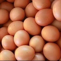 Jual Telur Ayam