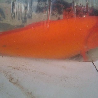 IKAN MAS MERAH