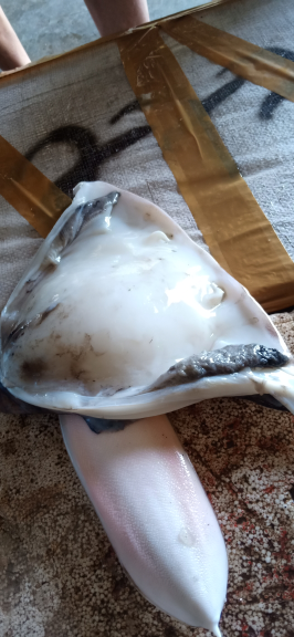 sotong kupas