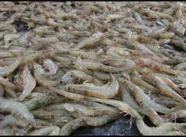JUAL UDANG VANAME