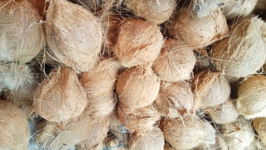Kelapa Tua