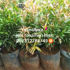 jual bibit pucuk merah 08.12.92.12.77.31