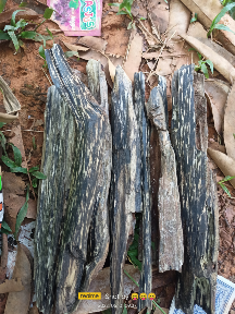 jual gaharu buaya super