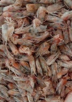 Kepala Udang Vaname Basah