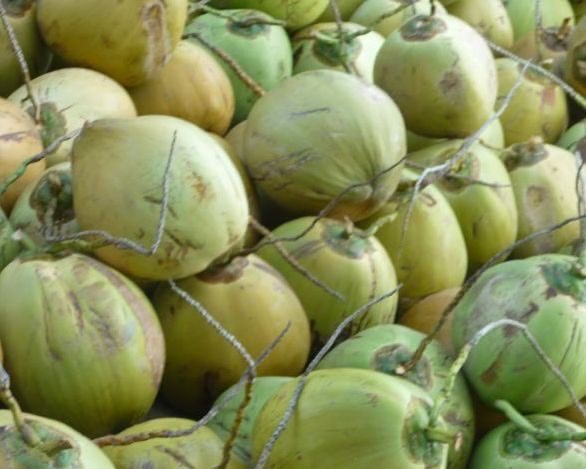 JUAL KELAPA TUA,MUDA,SEDANG
