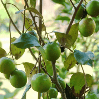 bibit buah apel putsa buah yang manis renyah menguntungkan