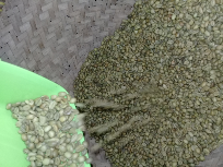 biji kopi excelsa