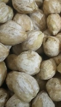 Jual Kemiri