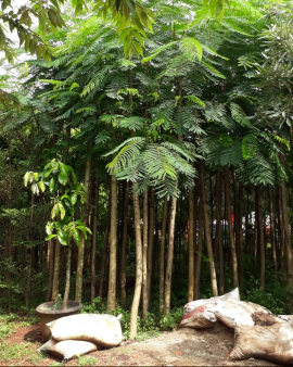 jual pohon Flamboyan kuning 
