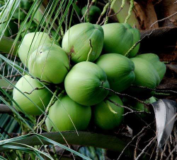 kelapa muda ( degan)