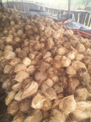 kelapa tua