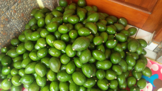 koready alpukat mini