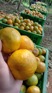 Jeruk Keprok batu 55