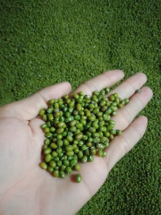 Kacang ijo