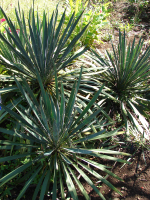 jual pohon yucca dll