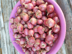 BAWANG MERAH SUPER BANJAR ASLI SUMBAWA