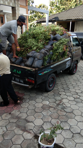 jual pohon pucuk merah murmer