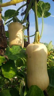 Butternut Squash / Labu Madu