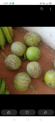 sukun