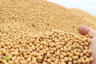 jual kedelai NON GMO dan GMO