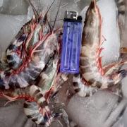 udang cat