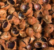 jual batok kelapa kerring