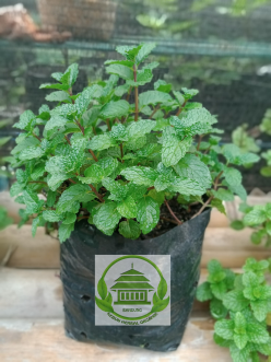 Bibit Mint