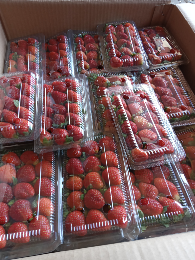 menjual buah strawbery