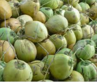 KELAPA DEGAN IJO