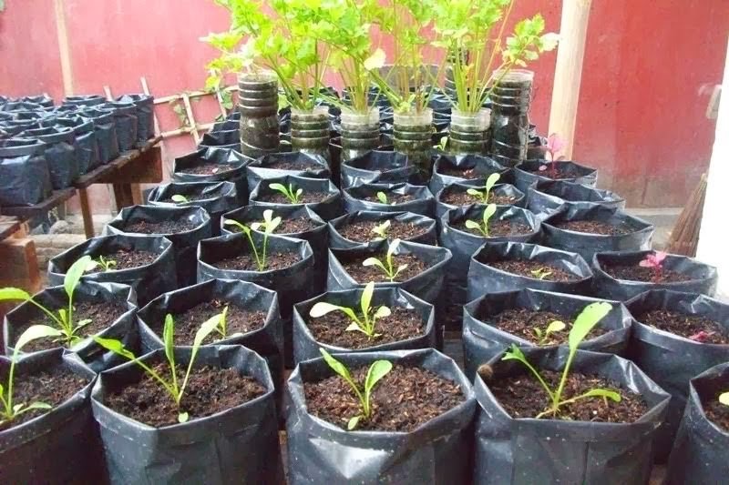 Polybag Untuk Pembibitan & Budidaya