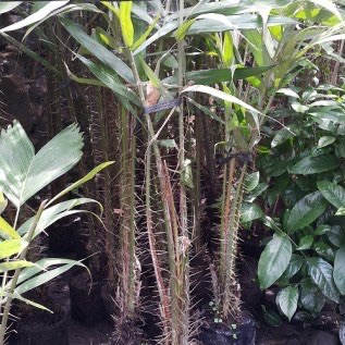 Jual bibit salak pondoh, salak super, salak madu asli Sleman Yogya