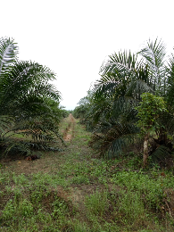 jual perjebunan kelapa sawit pribadi atau plasma