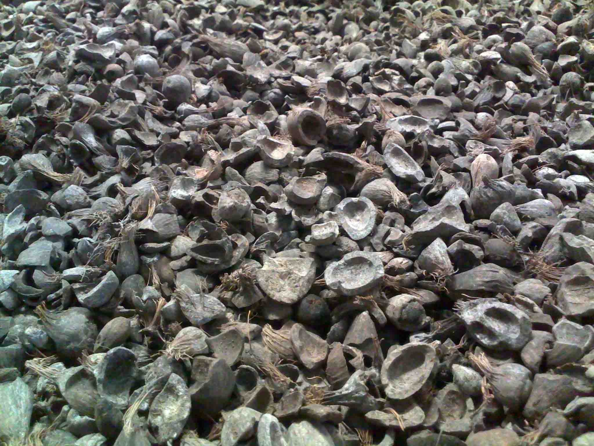 Menjual Cangkang Kelapa Sawit (Palm Kernel Shell)