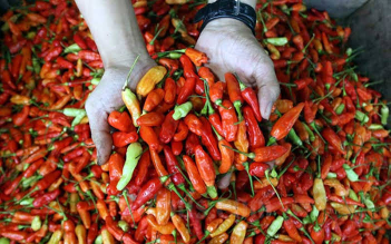 Menjual Berbagai bahan Pangah Cabe .tomat,dll .siap menyumplai ke kota  anda