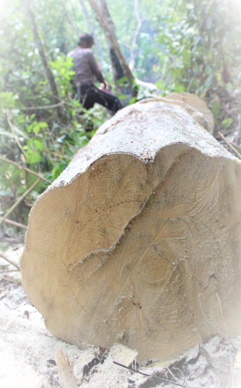 Gaharu (Log)