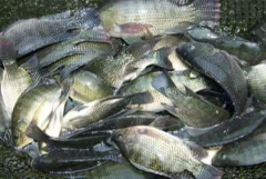 Menyediakan segala jenis ikan segar air tawar dengan harga terjangkau