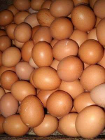 telur ayam