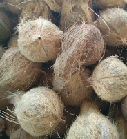 kelapa tua