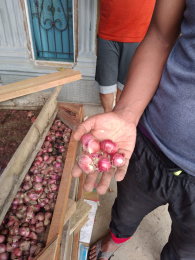 bawang merah