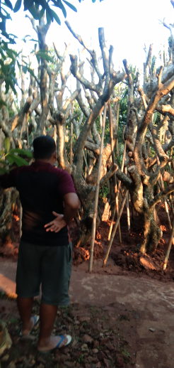 jual pohon kemboja fosil 