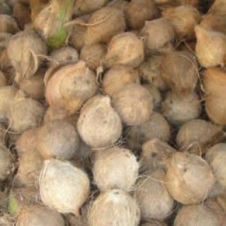 Kelapa