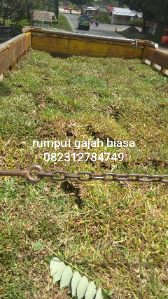 jual rumput gajah liar