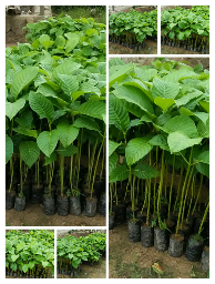 bibit jabon samarinda 
