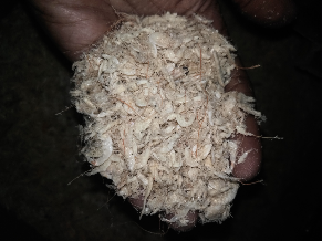 Udang Kecepe Kering Asin
