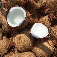 Jual Kelapa Tua Kualitas Expor